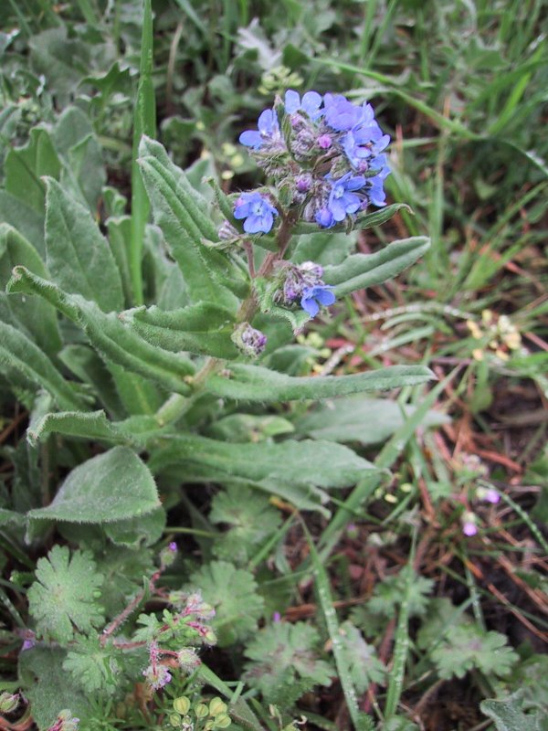 Anchusa hybrida