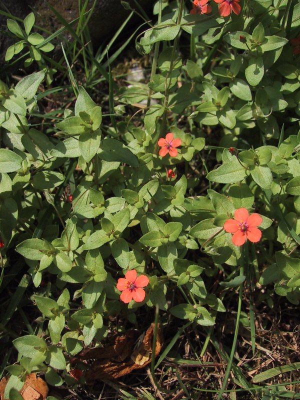 Anagallis arvensis