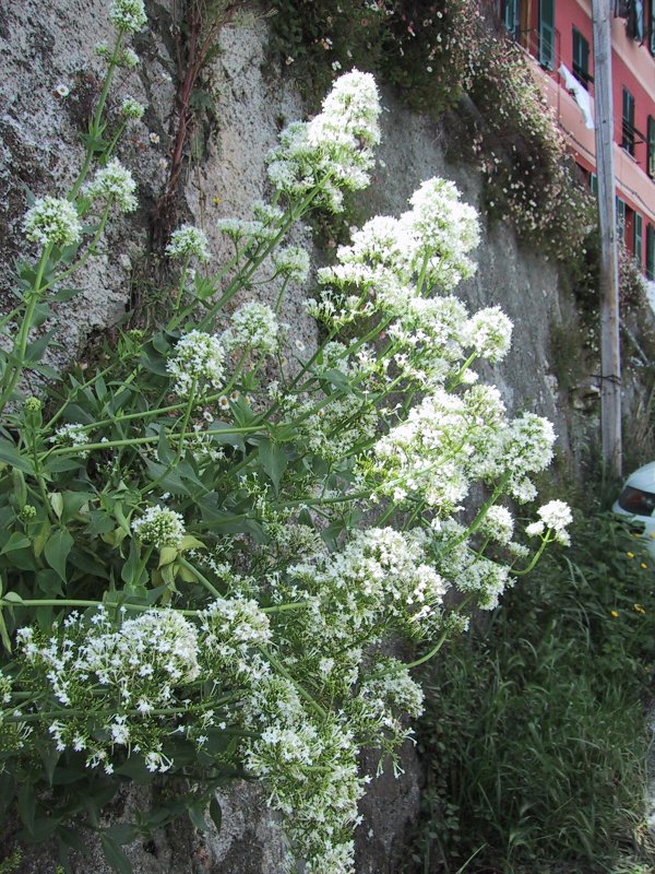 Centranthus ruber(alba)