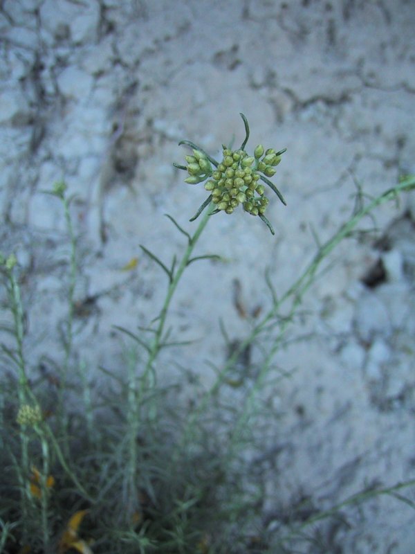 Helicrisum stoechas