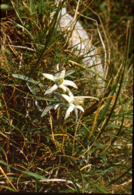 Leontopodum alpinum