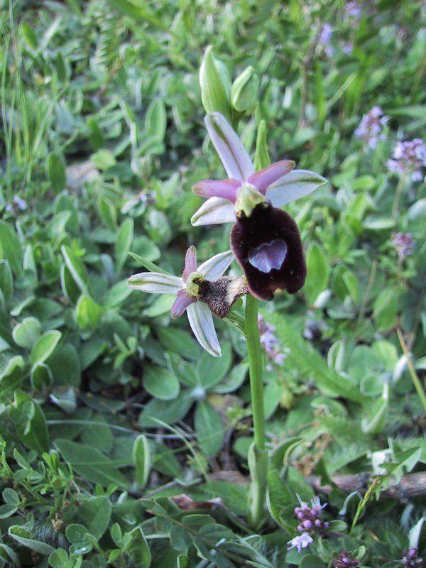 Ophrys ferrumequinum