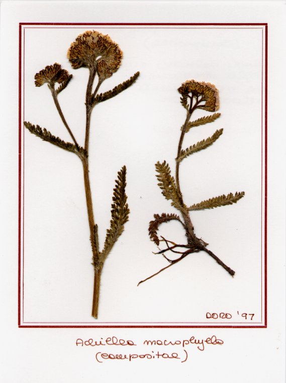 Achillea macrophylla