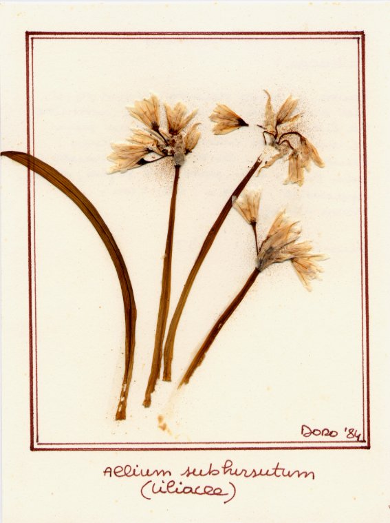 Allium subhirsutum