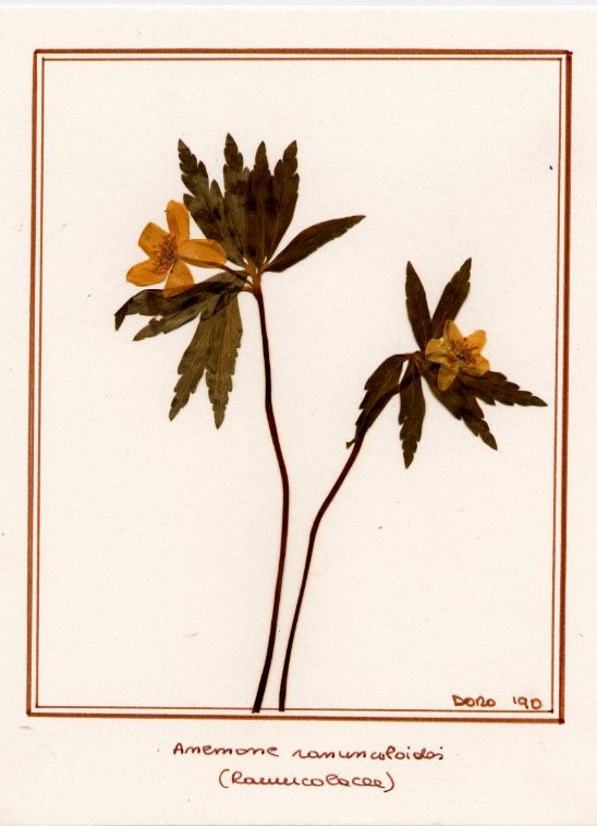 Anemone ranuncoloides
