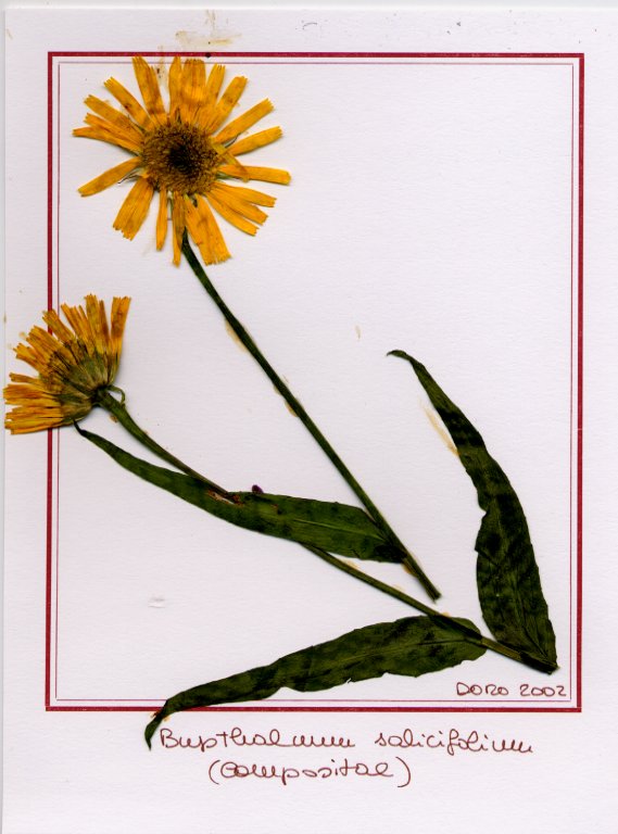 Bupthalmum salicifolium