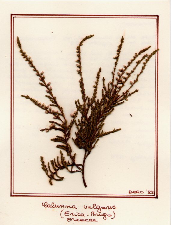 Calunna vulgaris