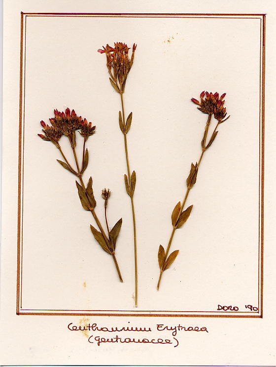 Centaurium erytraea