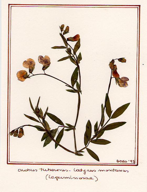 Latyrus montanus(orobis)