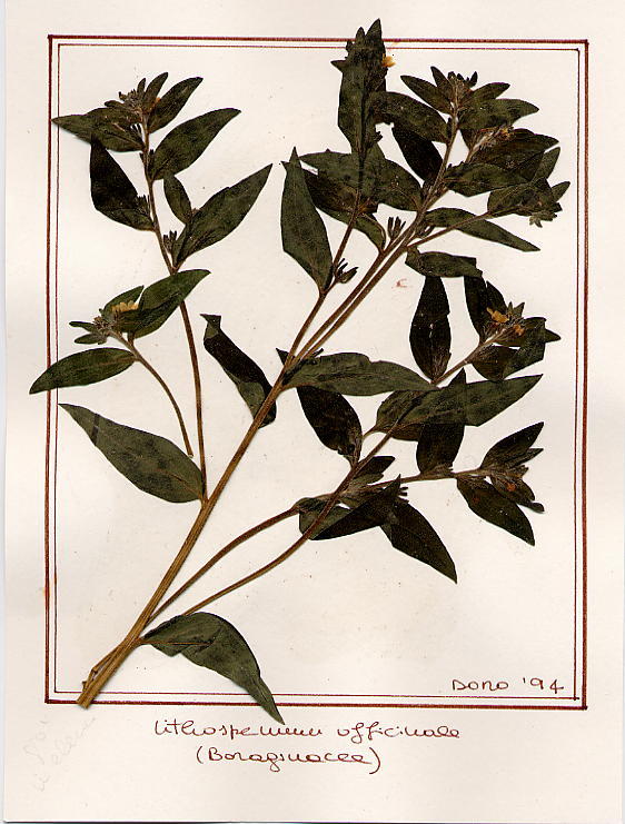 Lithospermum officinalis