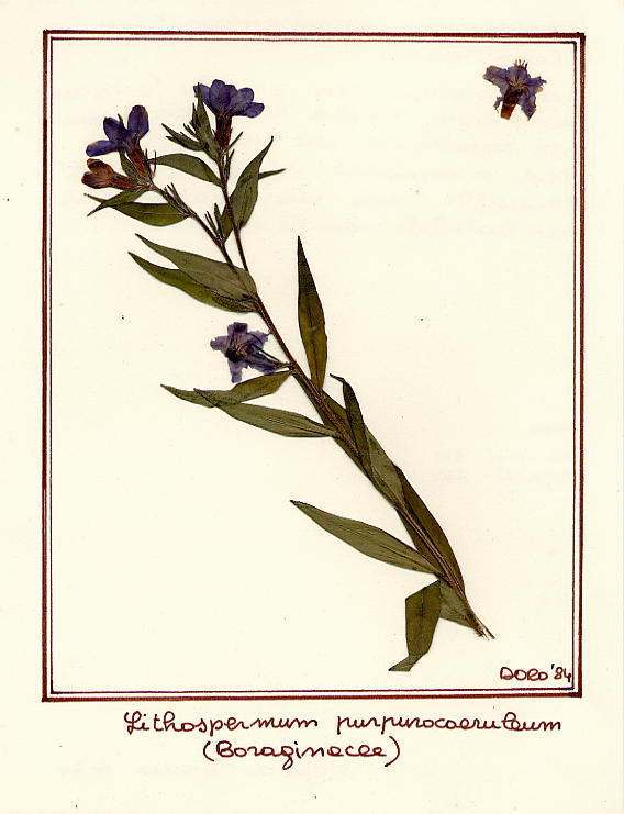 Lithospermum purpureoceruleo