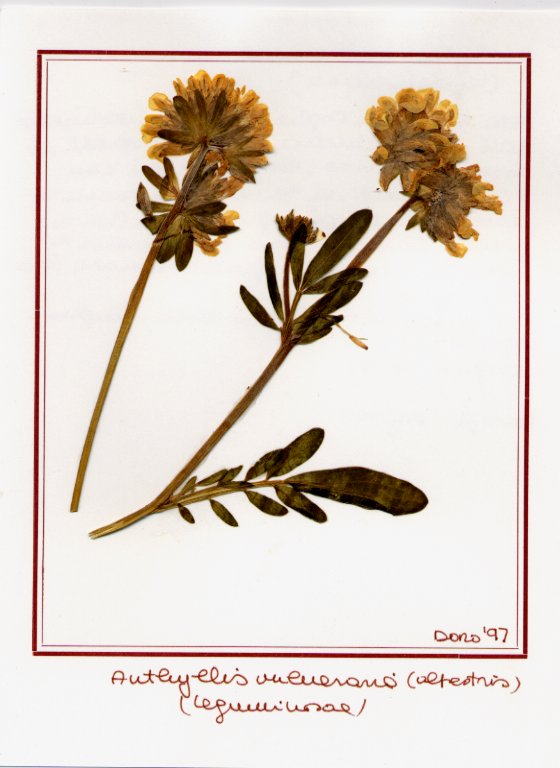 Anthyllis vulneraria(alpest)