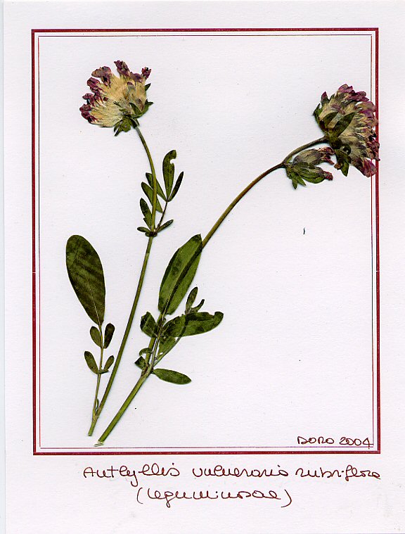 Anthyllis vulneraria rubriflora
