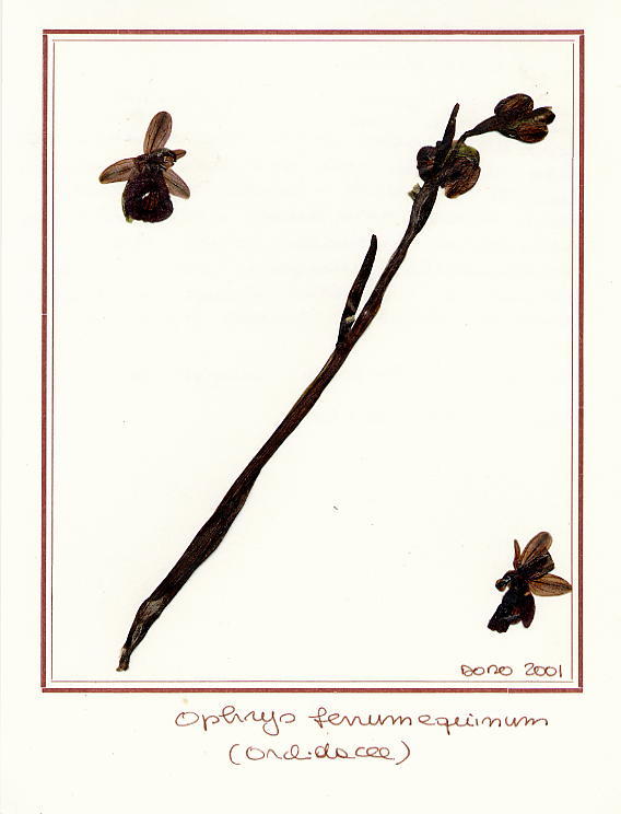 Ophrys ferrumequinum