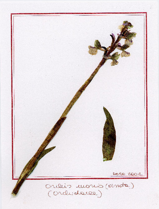 Orchis morio (pincta)