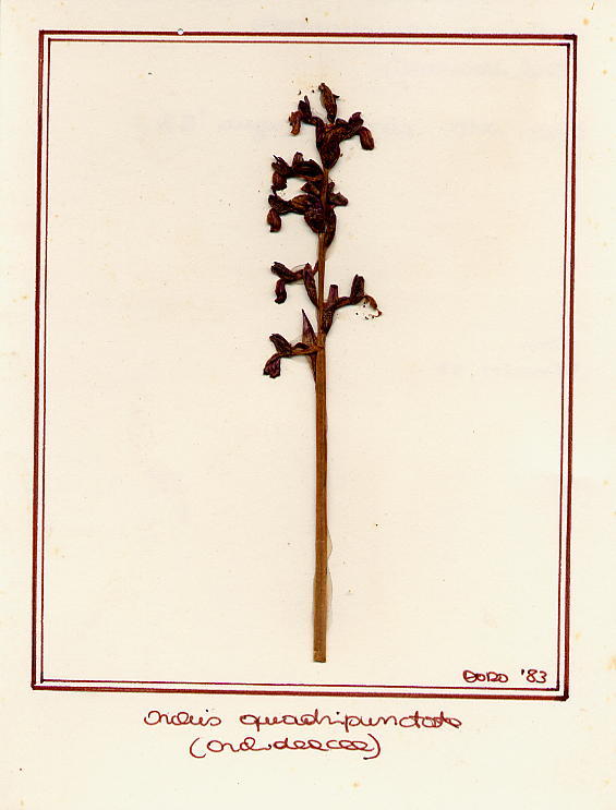 Orchis quadripunctata