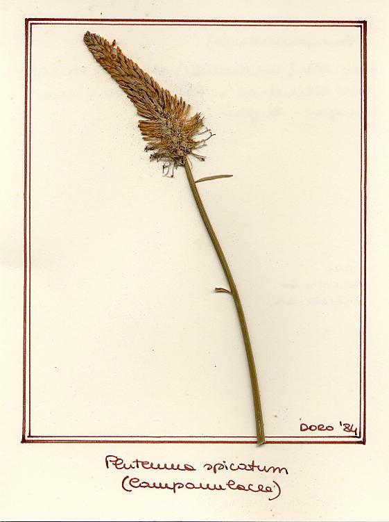 Phiteuma spicatum