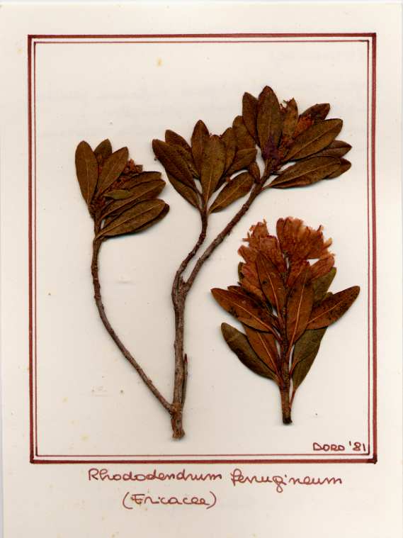 Rhododendrum ferrugineum
