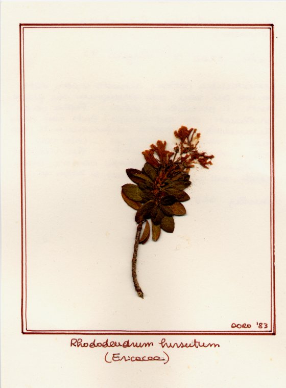 Rhododendrum hirsutum
