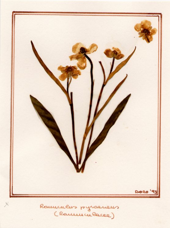 Ranuncolus pyraeneus