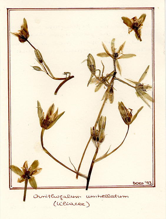 Ornitogalum umbellatum