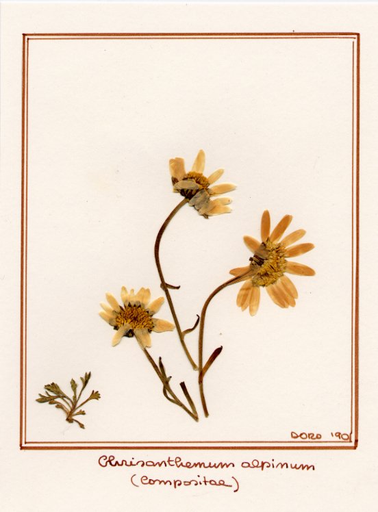 Chrisanthemum alpinum