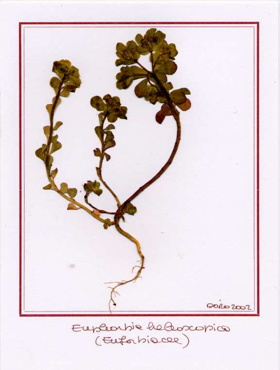 Euphorbia helioscopica