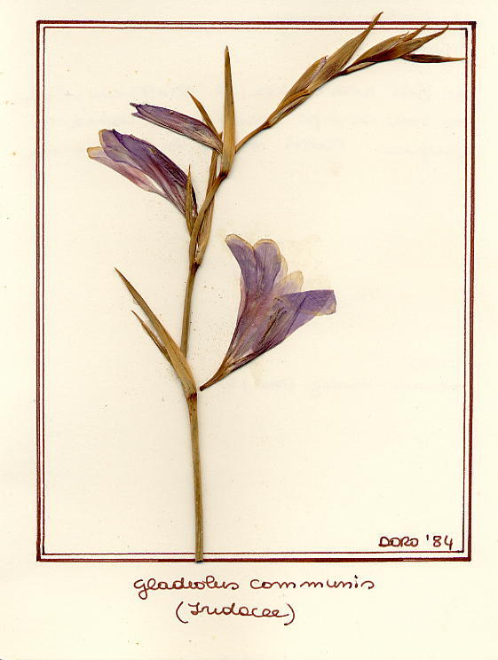Gladiolus communis(segetum)