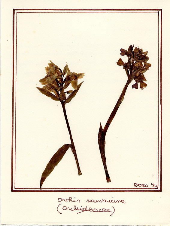 Orchis sambucina purp/lutea