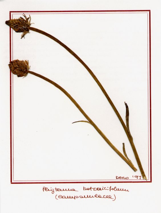Phiteuma betonicifolium