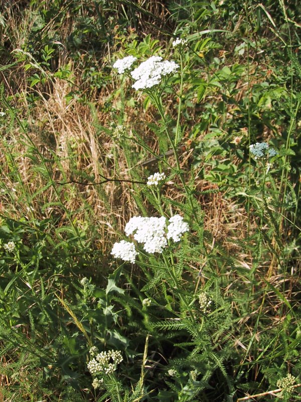 Achillea millefolium