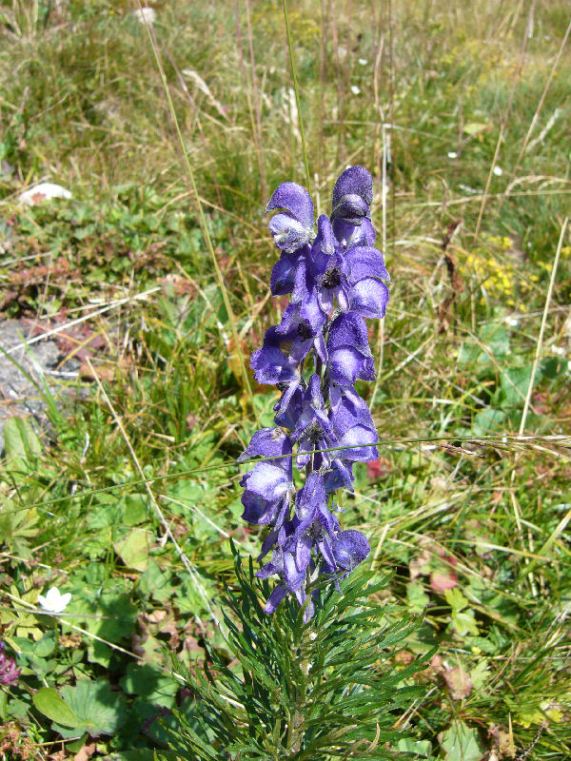 Aconitum napellus