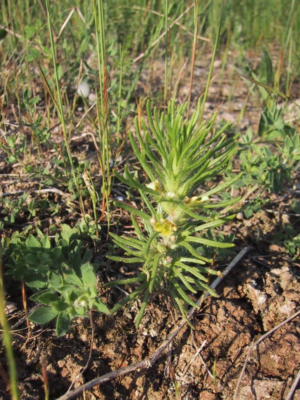 Ajuga chamaepitys