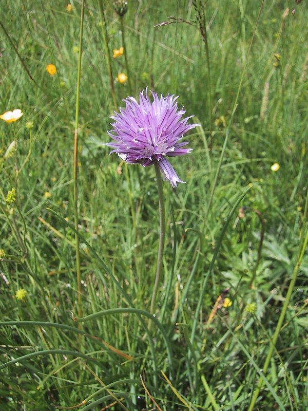 Allium schoenoprasum