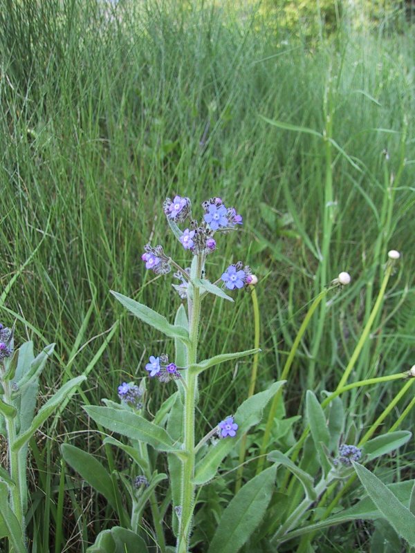 Anchusa azurea
