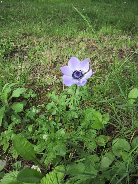 Anemone coronaria