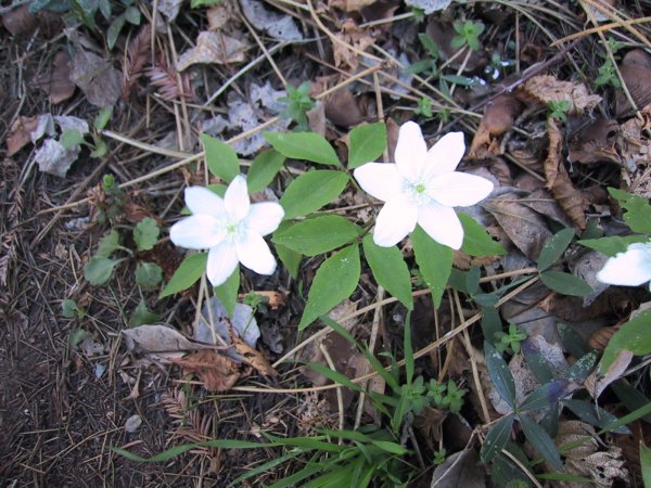 Anemone trifolia