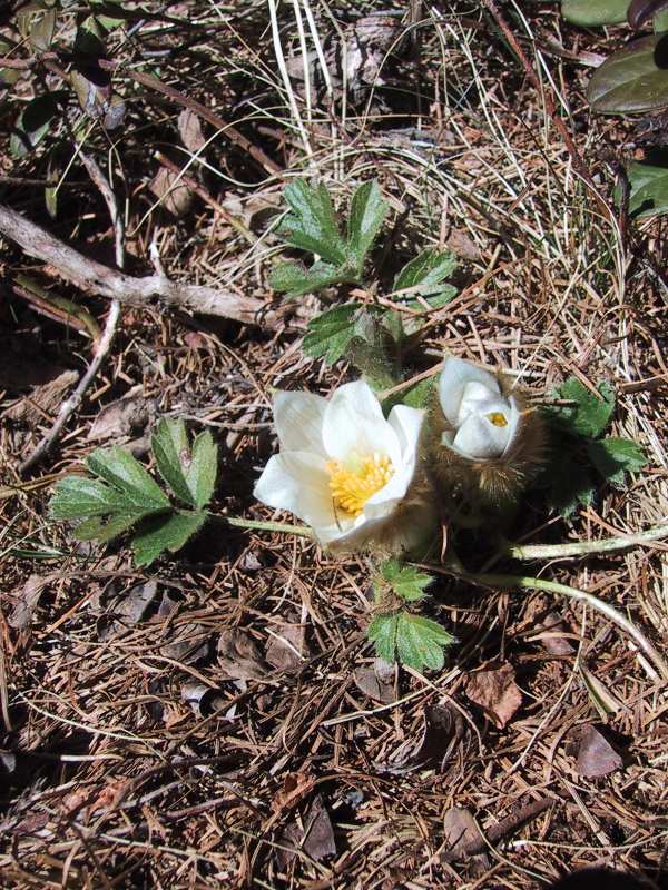 Anemone vernalis