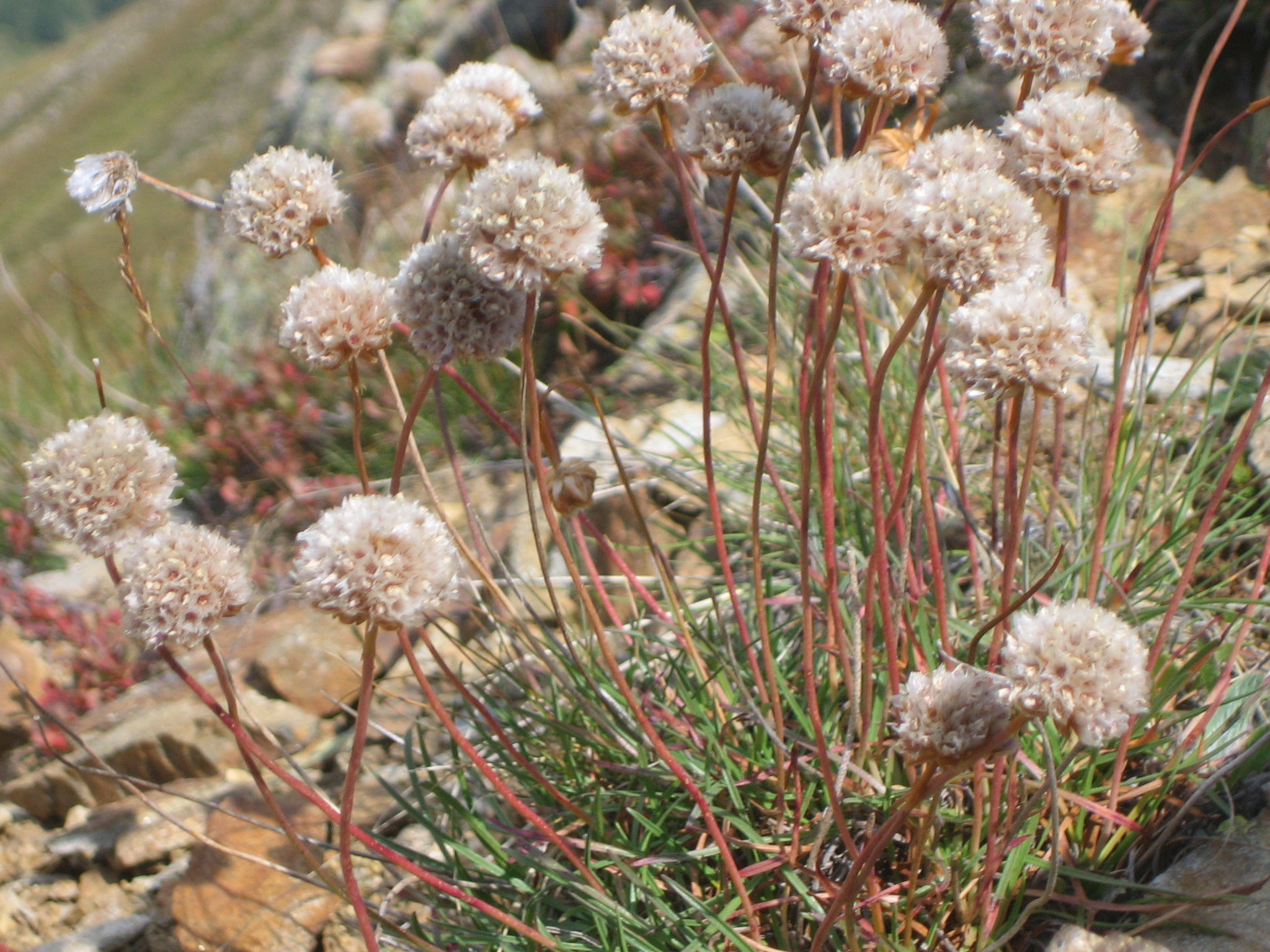Armeria alpina