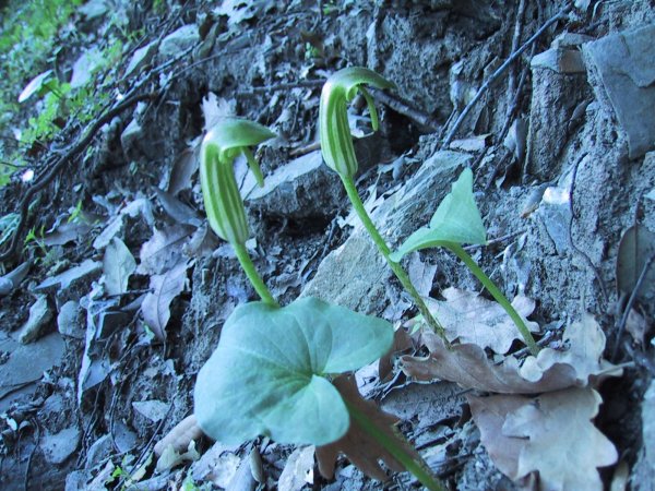 Arisarum vulgare