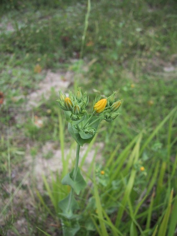 Blackstonia perfoliata