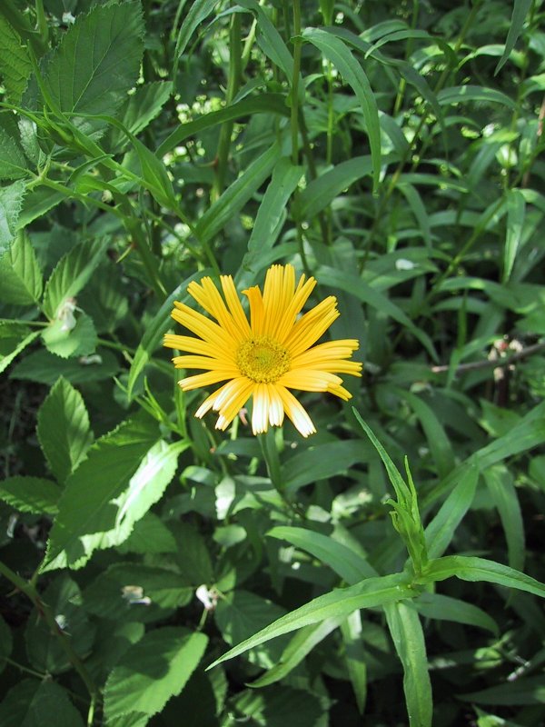 Bupthalmum salicifolium