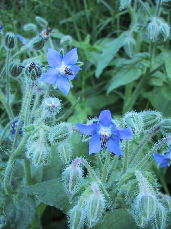 Borago officinalis