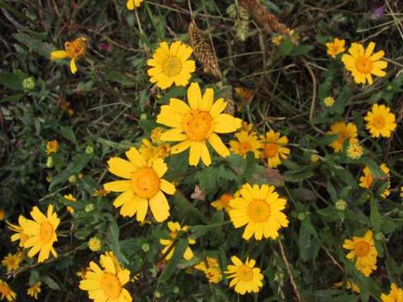 Chrisanthemum segetum