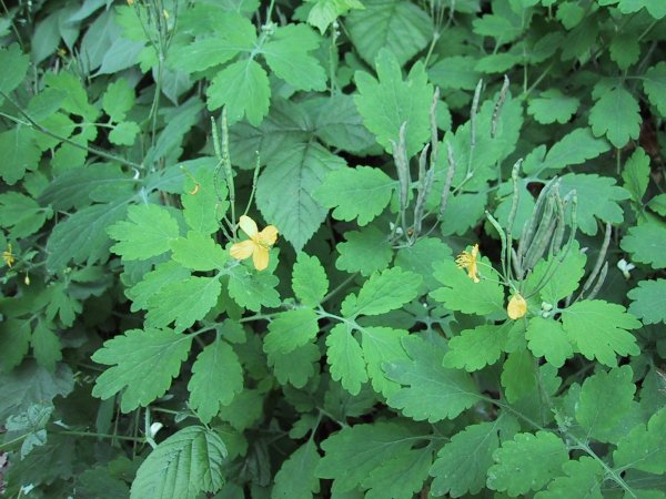 Chelidonium majus