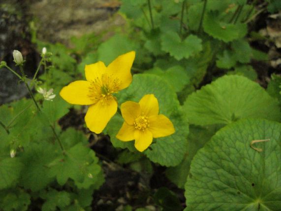 Caltha palustris