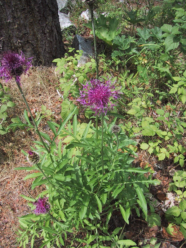 Centaurea scabiosa