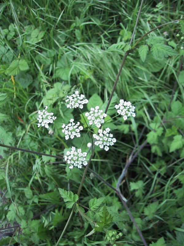 Conium maculatum