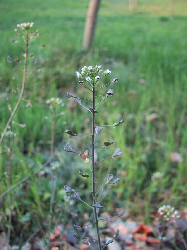 Capsella bursa pastoris