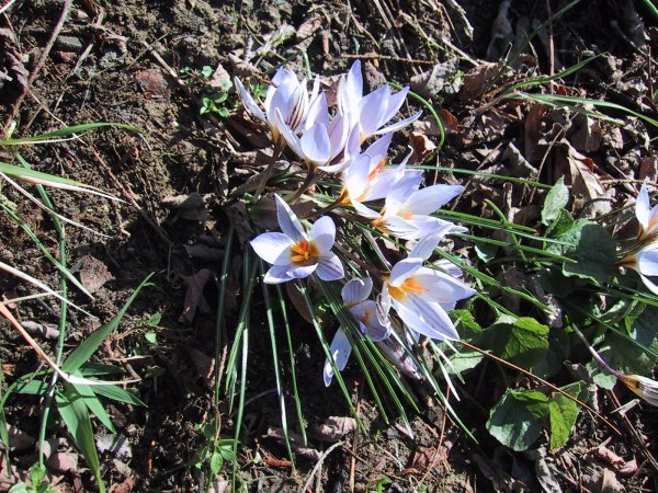 Crocus versicolor